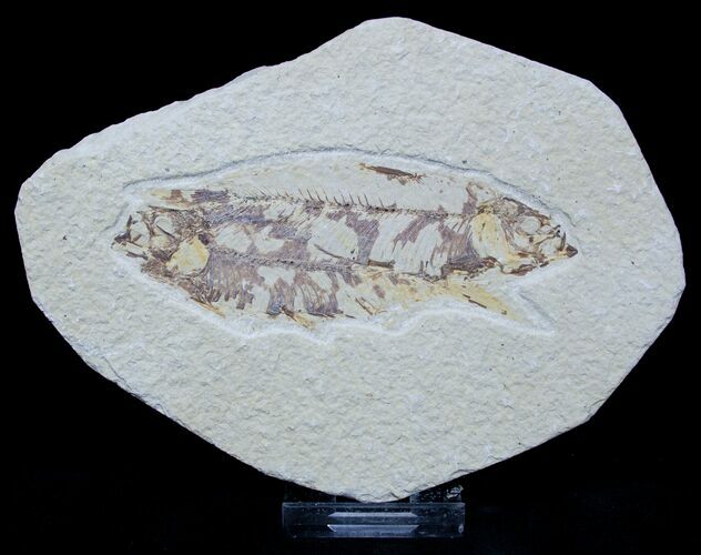 Inexpensive Double Knightia Fish Fossil #1589